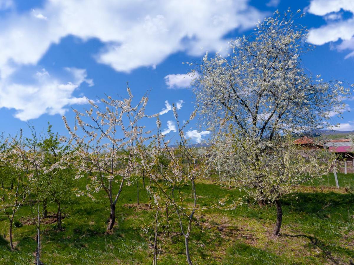 Casa De Vacanta Jeny Novaci-Străini Dış mekan fotoğraf